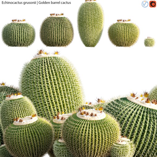 Echinocactus grusonii – Golden barrel cactus – 01