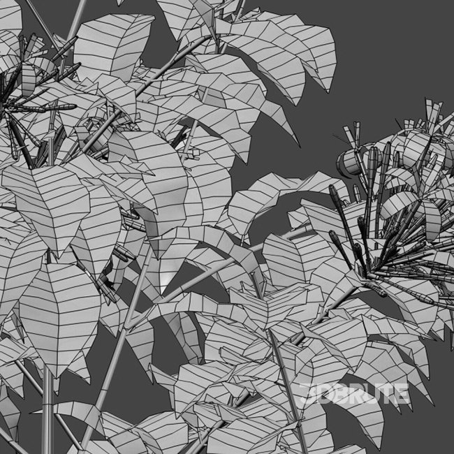 Clerodendrum Quadriloculare – Starburst Bush – 02 Image 4