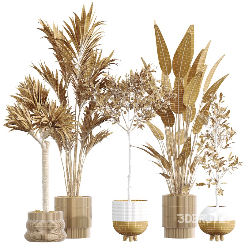 AV Premium Indoor Plants Set 212 Mission Olive ParadiseBird Yucca Areca Image 7
