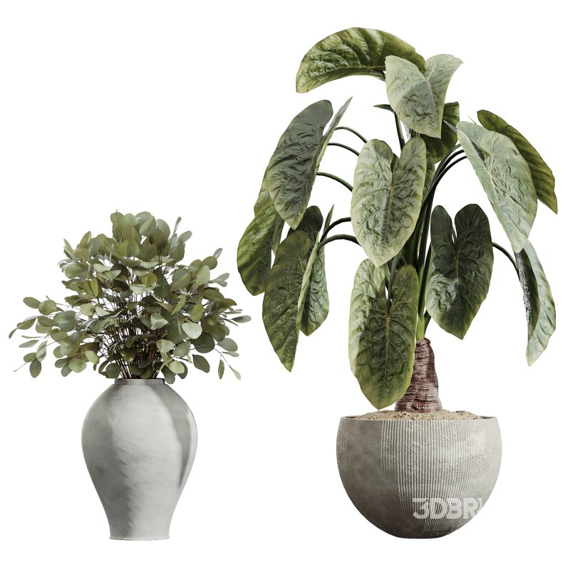 AV Indoor Plants Set 228 Mission Olive and Branche Decorative and Alocasia Elephant and Fruit Orange Tree Image 2