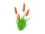 Gladiolus x hortulanus - Thumbnail 3