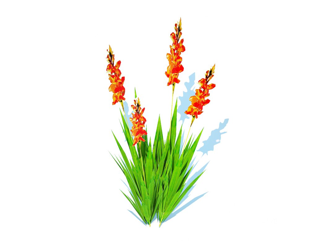 Gladiolus x hortulanus Image 3