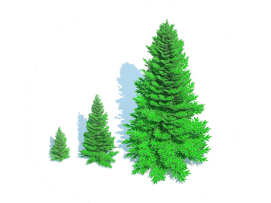 Abies fraseri- Fraser Fir -3 Sizes Image 3