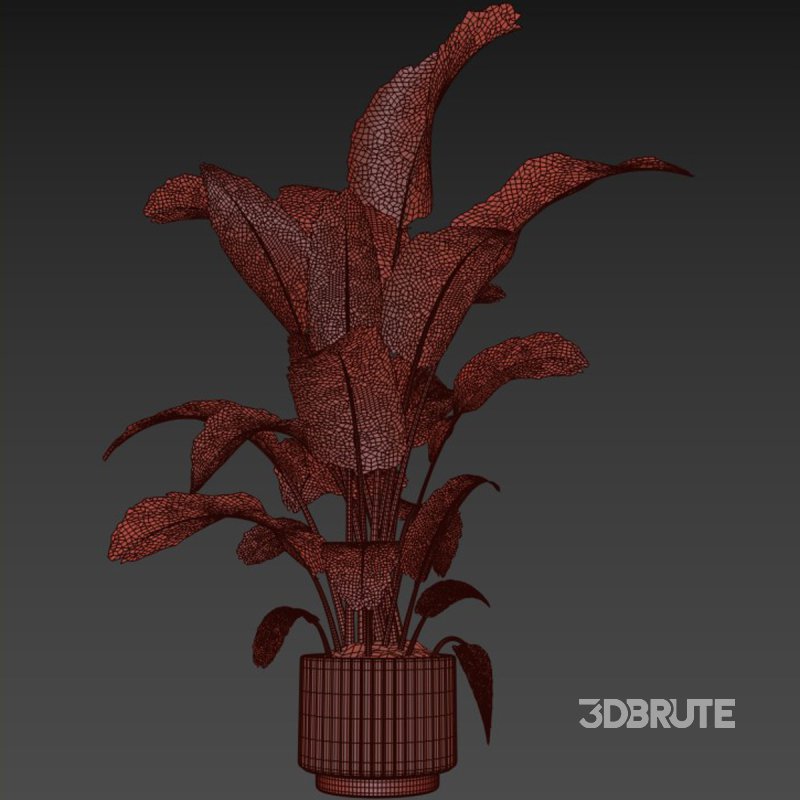 indoor plant 07 Image 4