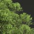 AV Acer Saccharinum and Acer Pseudoplatanus 4 trees - Thumbnail 13