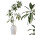 AV Indoor Plants Set 221 Mission Wilsonii and Palm Paradise and Ficus African Fig - Thumbnail 2