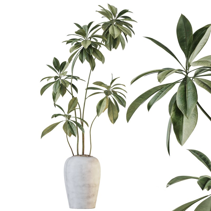 AV Indoor Plants Set 221 Mission Wilsonii and Palm Paradise and Ficus African Fig Image 2