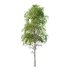 Betula Pendula Tree 09 - Thumbnail 5