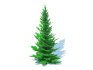Abies fraseri- Fraser Fir -Medium - Thumbnail 1