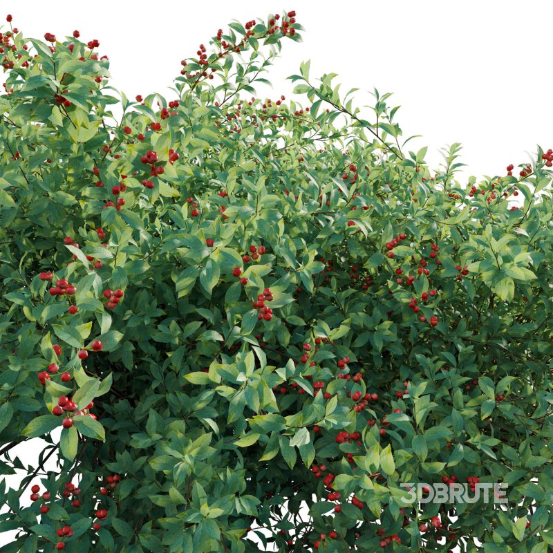 Ilex verticillata – Winterberry 02 Image 4