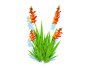 Gladiolus x hortulanus - Thumbnail 4