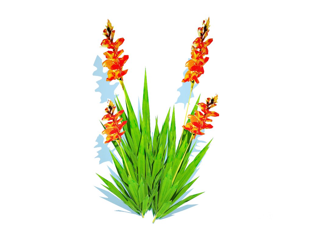Gladiolus x hortulanus Image 4