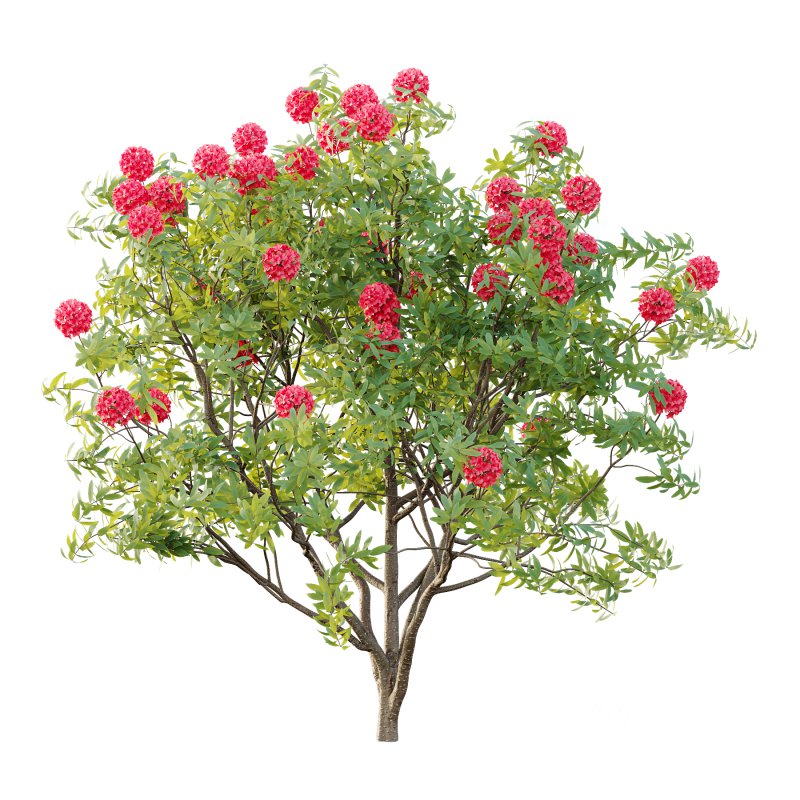 Rhododendron Arboreum Bush 04 Image 6