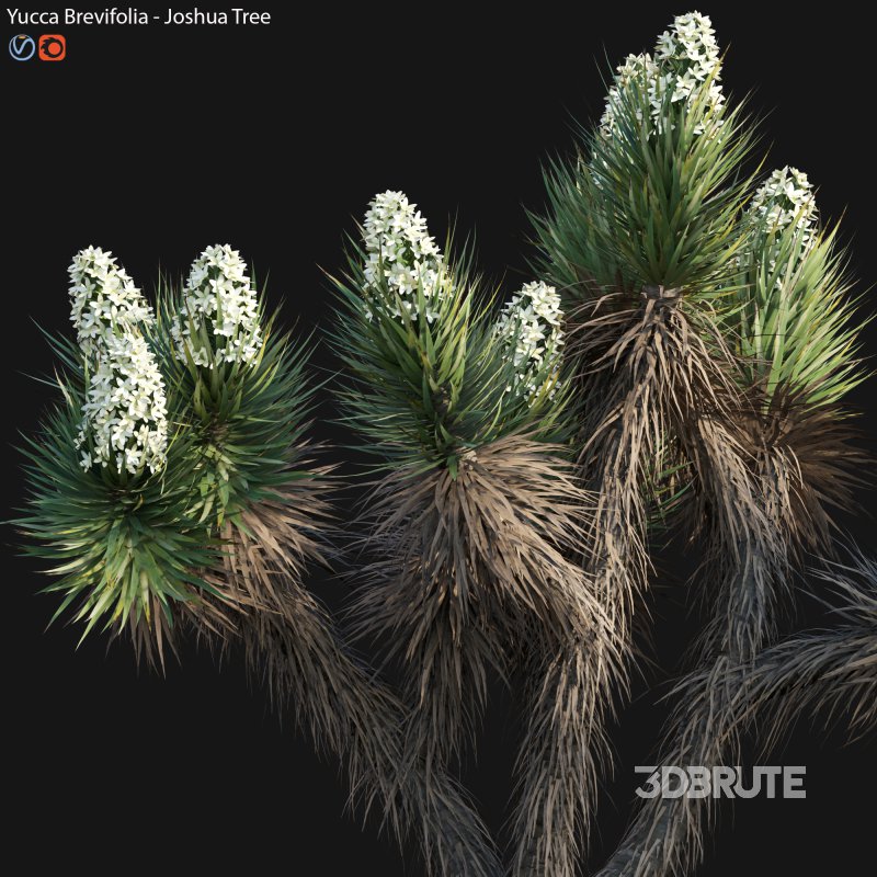 Yucca Brevifolia – Joshua Tree – 01 Image 2