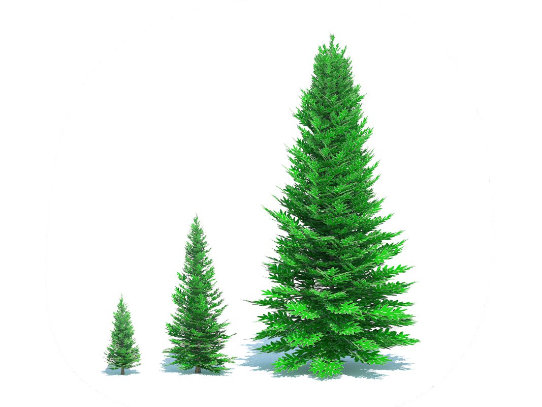 Abies fraseri- Fraser Fir -3 Sizes Image 1