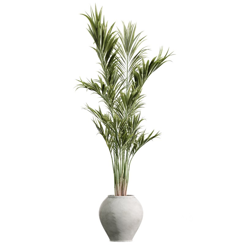 AV Indoor PlantsSet 224 Mission Olive Areca Palm Dracaena Lemon Ficus Melany Cuban Cigar Image 1