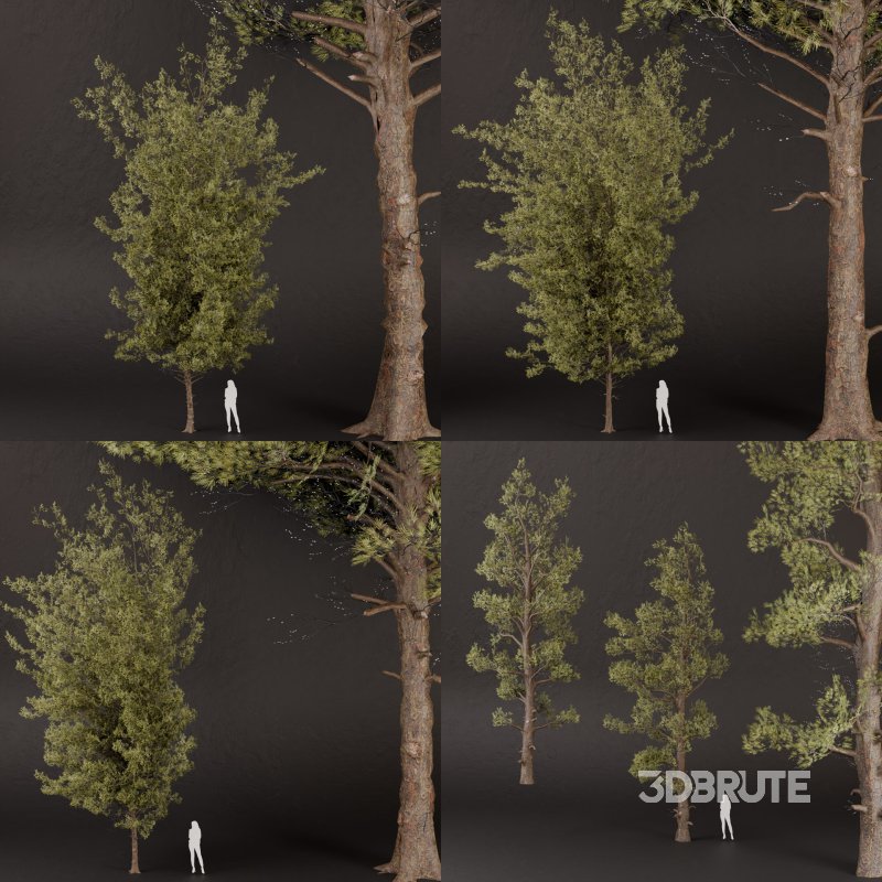SJ lowpoly pine tree set 01 Image 3