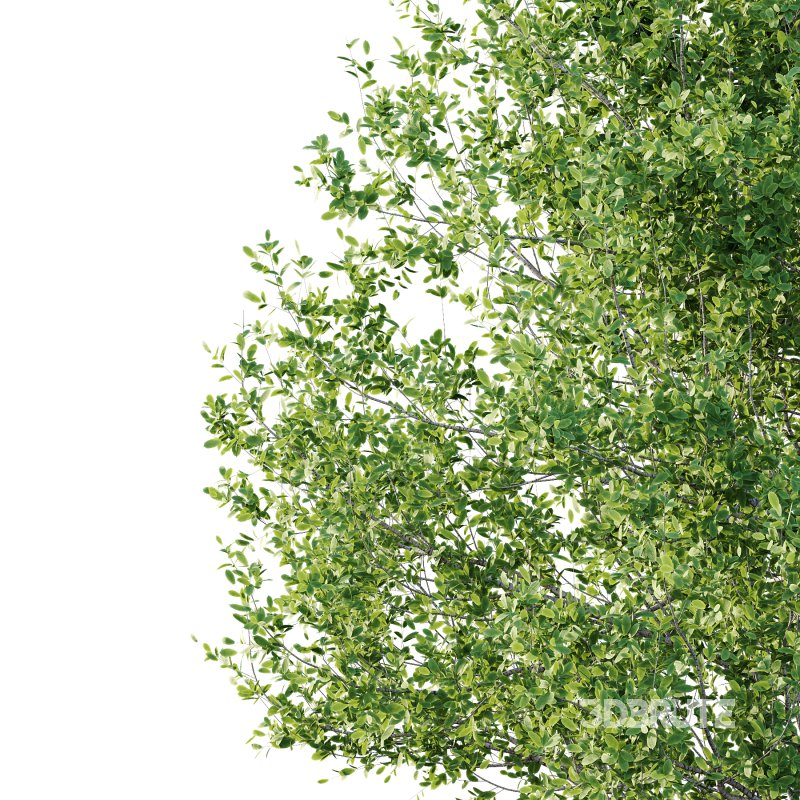 Betula Pendula Tree 05 Image 5