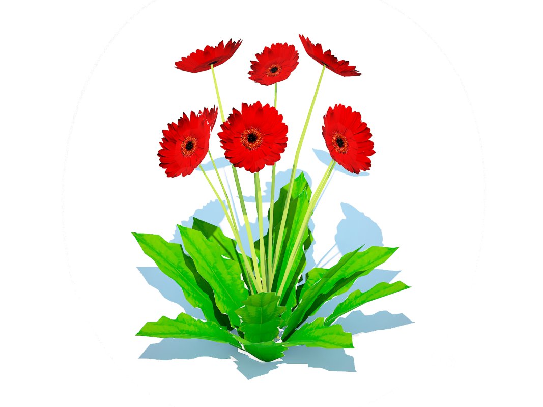 Gerbera – Gerbera Daisy_Red_Flower Image 2