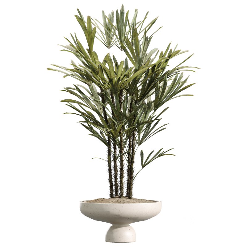 AV Indoor Plant Set 217 Mission Olive ParadiseBird Rhapis Excelsa Lady Palm Ravenala Banana Strelitzia Nicolai Image 4