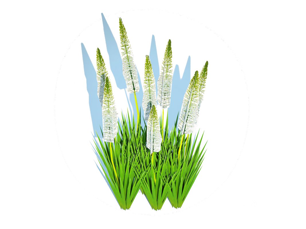 Eremurus – Foxtail Lily_White Image 4
