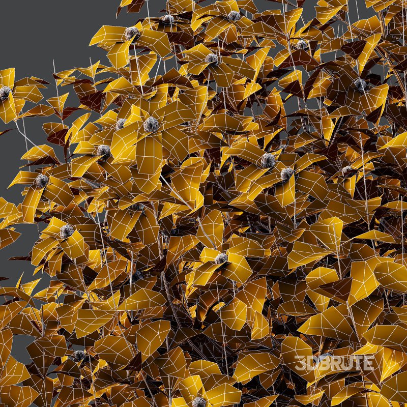 Different bush 05 Image 4