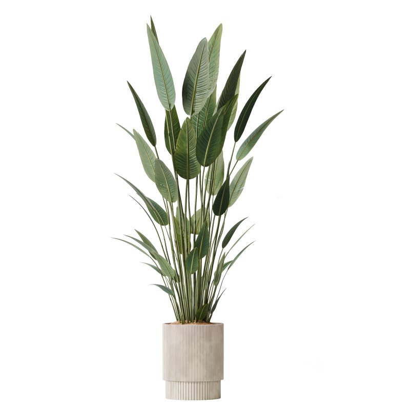 AV Premium Indoor Plants Set 212 Mission Olive ParadiseBird Yucca Areca Image 2