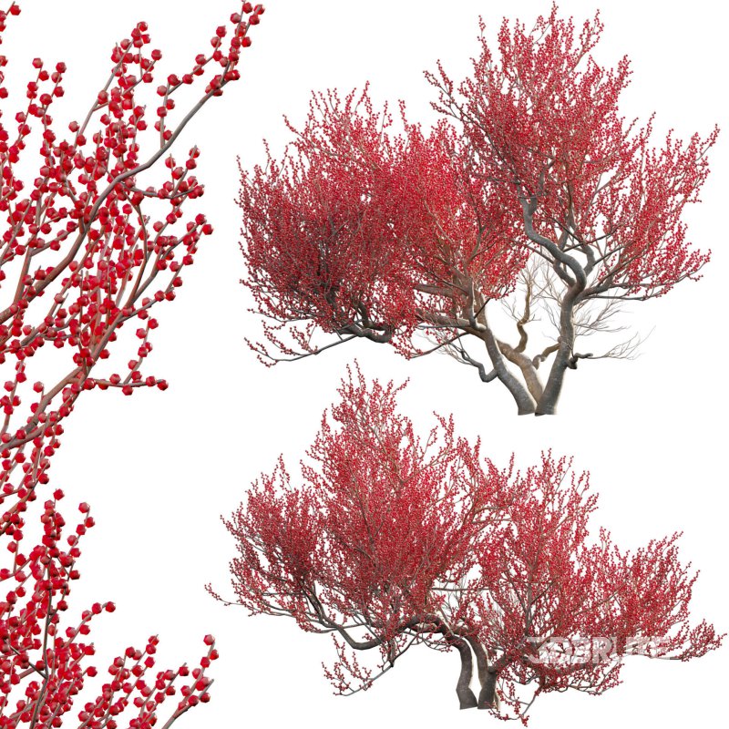 Ilex verticillata – Winterberry 03 Image 1