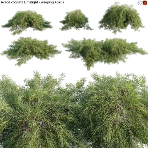 Acacia cognata Limelight – Weeping Acacia – 01