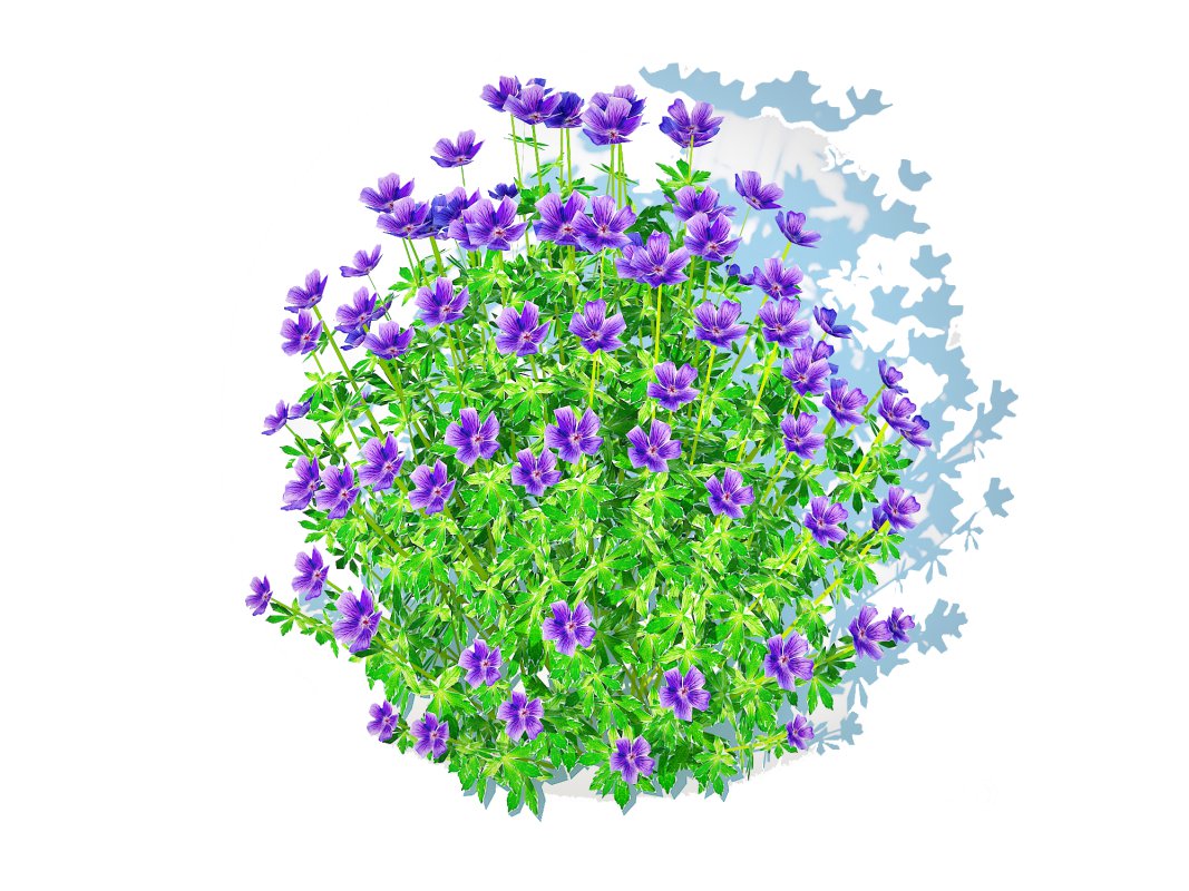 Geramium – blue cranesbill Image 5