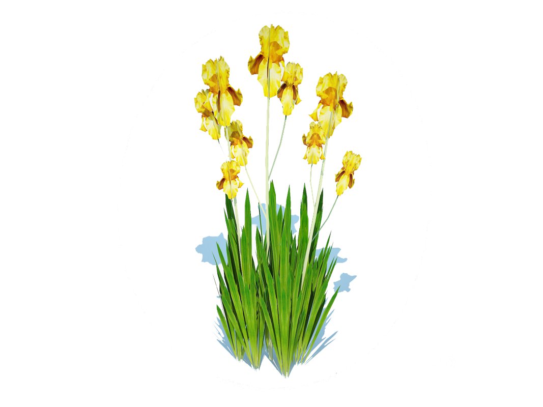 Iris germanica – Yellow Bearded Iris Image 3