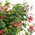 Chinese hibiscus – Hibiscus rosa-sinensis – 01 - Thumbnail 3