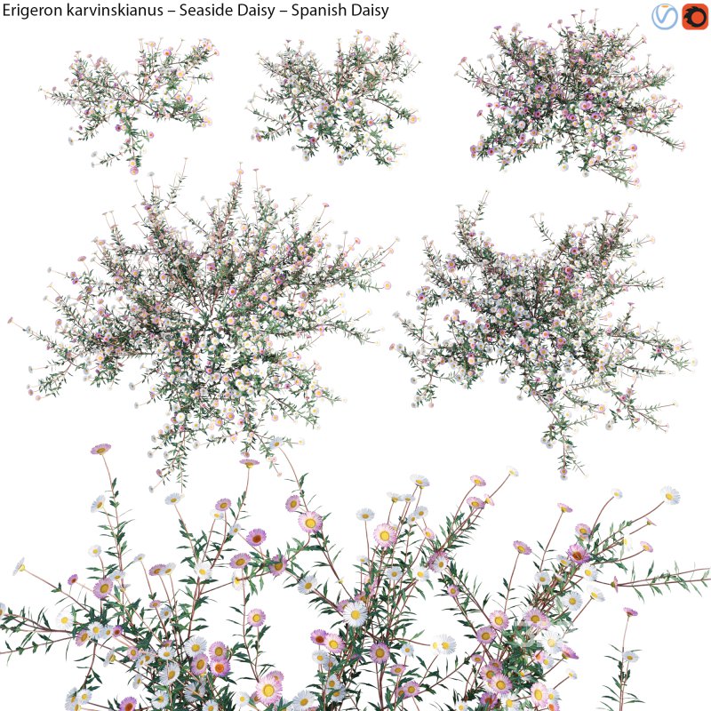 Erigeron karvinskianus – Seaside Daisy – Spanish Daisy -01 Image 1