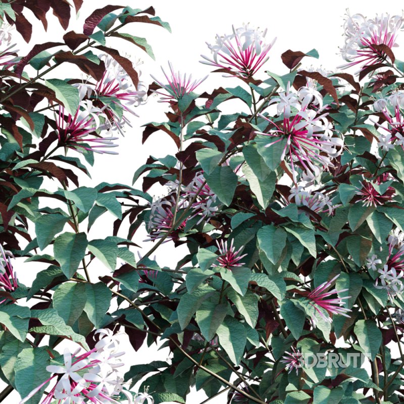 Clerodendrum Quadriloculare – Starburst Bush – 01 Image 2