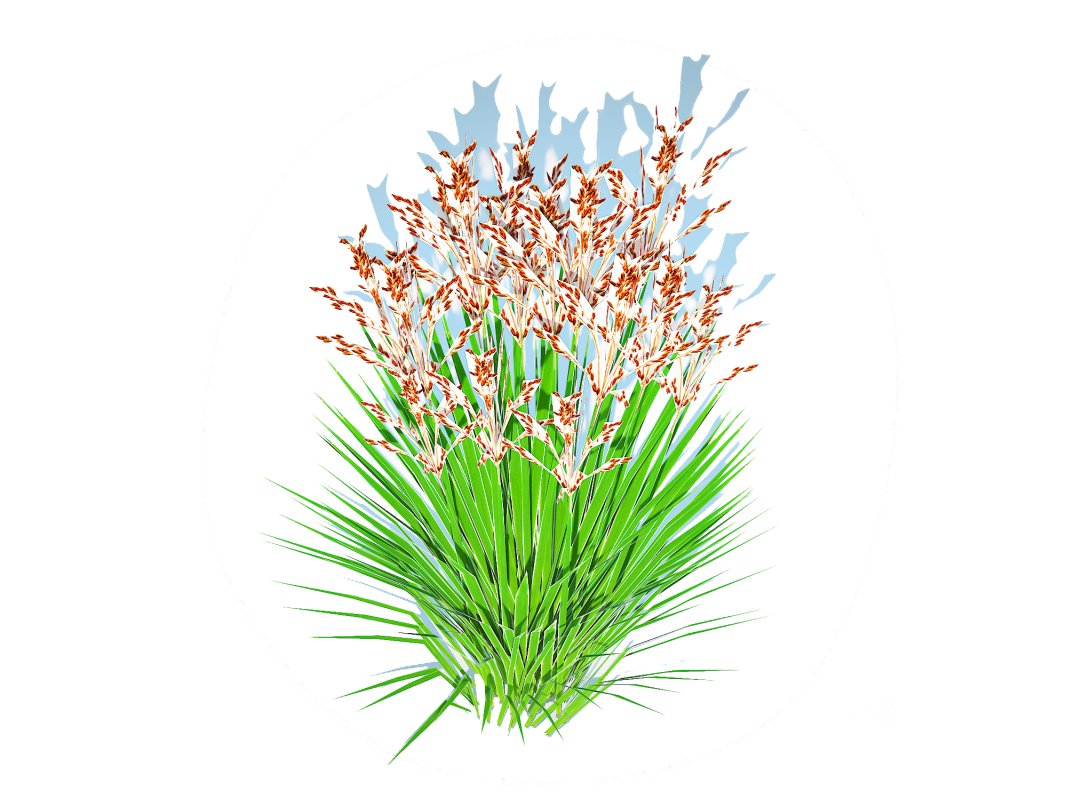 Deschampsia flexuosa – Wavy Hair Grass Image 3