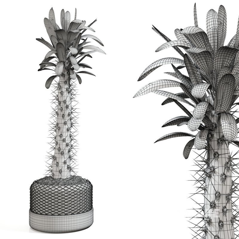 Cactus in a modern pot Image 4