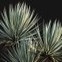Agave Angustifolia – Caribbean Agave – 01 - Thumbnail 2