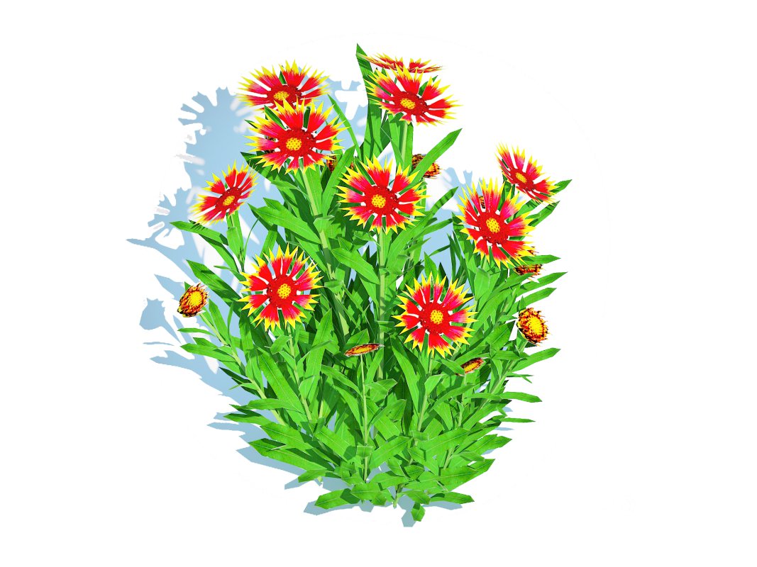 Gaillardia pulchella Image 3