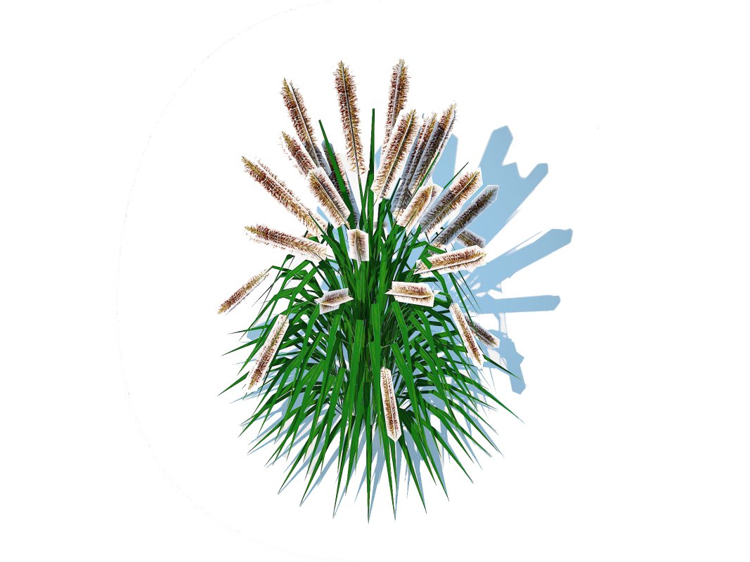 Pennisetum alopecuroides Image 4