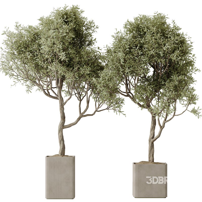 AV Indoor Plants Set 227 Mission Kalamata Leccino Arbequina Wilsonii Chemlali Olive Image 3