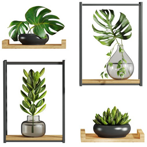 plants set on shelf