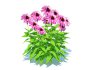 Echinacea Merlot – Coneflower - Thumbnail 3