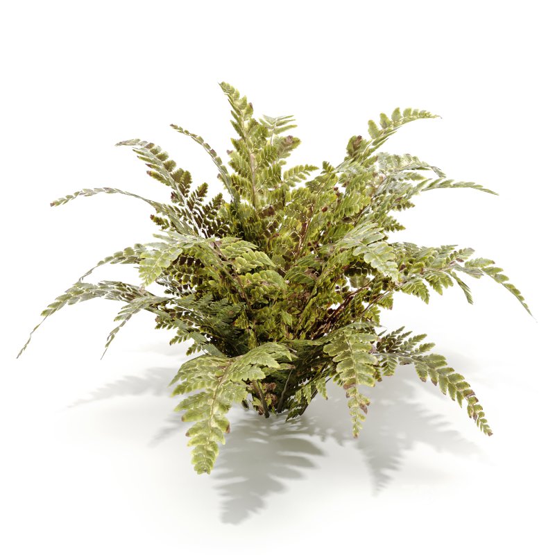 Tropical Crocodile Fern Decorative Bush Image 4
