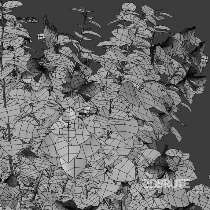 Chinese hibiscus – Hibiscus rosa-sinensis – 04 Image 4