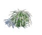 Spirea - Thumbnail 4