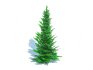 Abies fraseri- Fraser Fir -Medium - Thumbnail 3