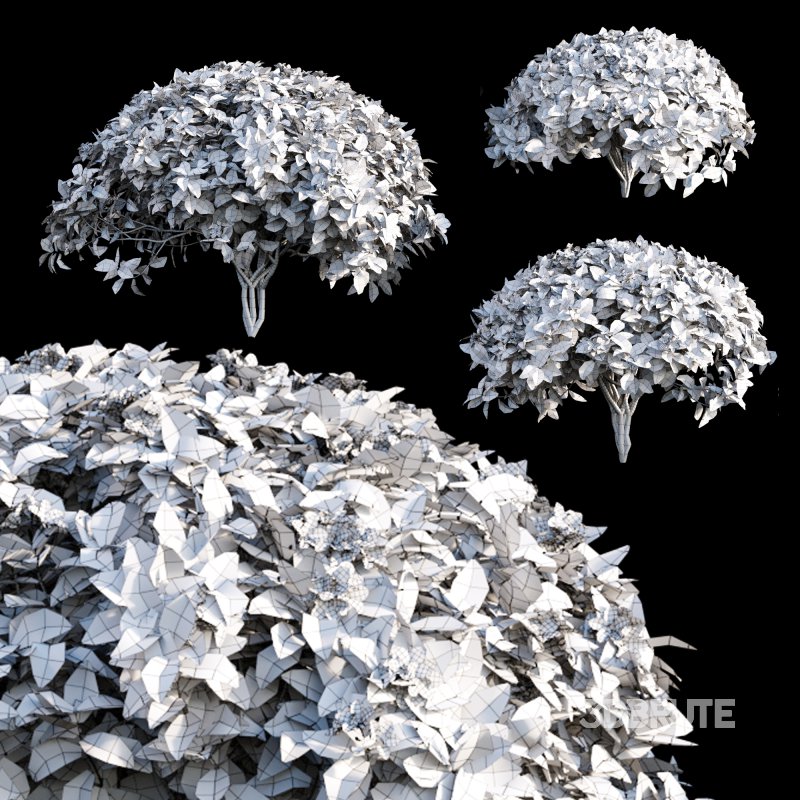 Tabernaemontana divaricata – Crape jasmine – 04 Image 3