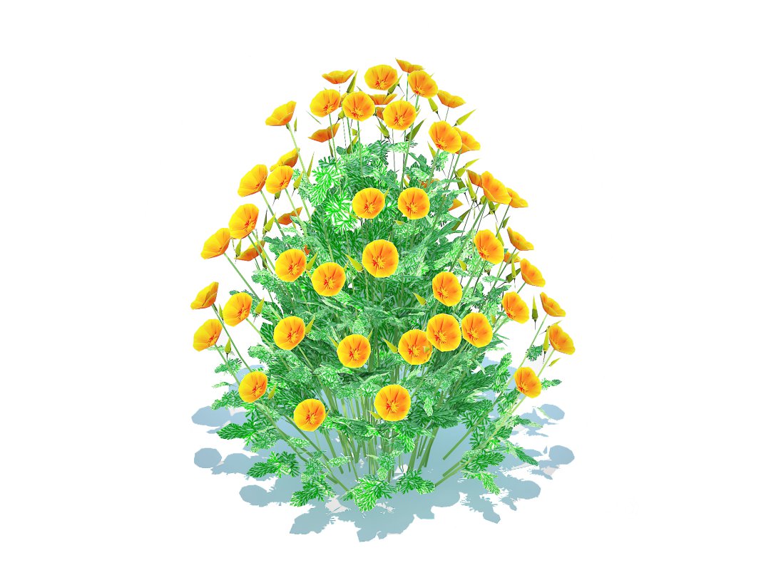 Eschscholzia californica – California poppy Image 2