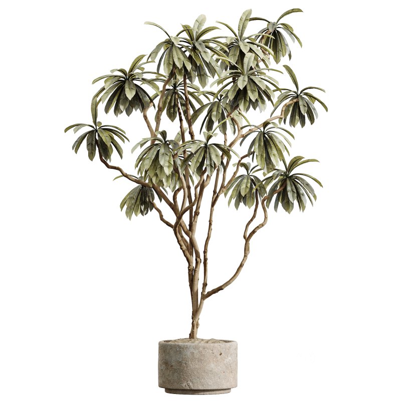 AV Indoor Plants Set 233 Olive Wilsonii and Mission Chemlali Olive and Ficus African Fig and Ficus Benjamina Image 2
