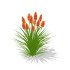 Kniphofia uvaria - Thumbnail 5